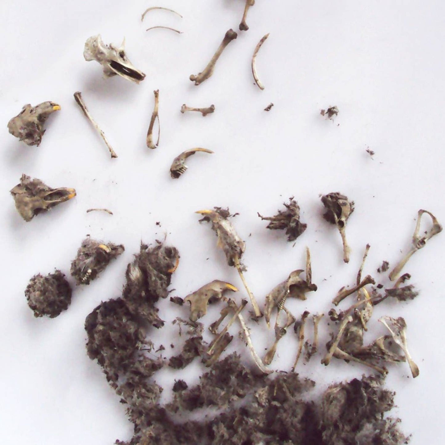 Owl Pellet | Compact Curiosities Dissection Kit